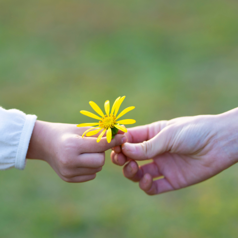 A child's hand hands a yellow flower to an adult's hand.