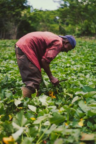 A man in a red shirt and blue hat picking plants in a field