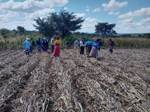 Farmers work together in a field in Zimbabwe