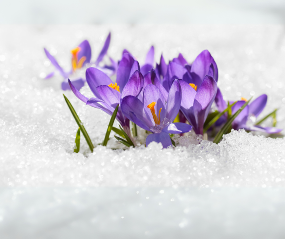 Purple crocus flowers in snow