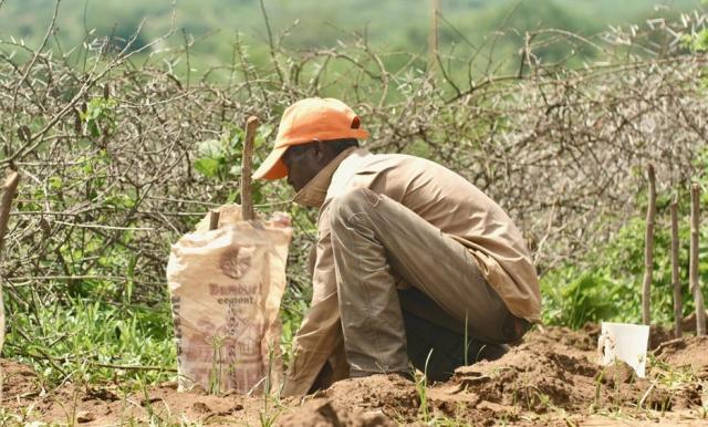A man planting a tree in an arid climate