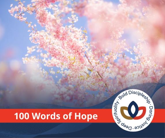 Light-dappled cherry blossoms in full bloom.
