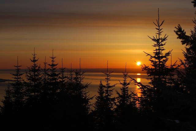 Trees silhouetted against a sunset