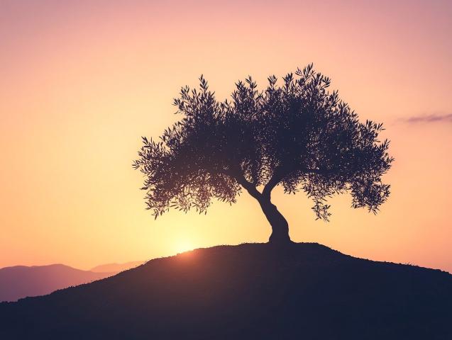 An olive tree on a hill 