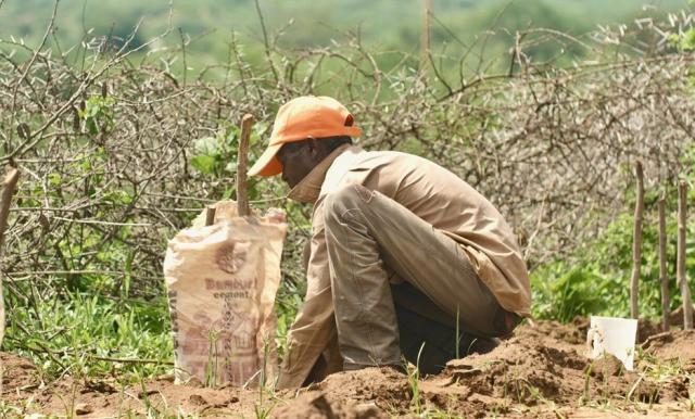 Julius Mutesa plants a tree at their home