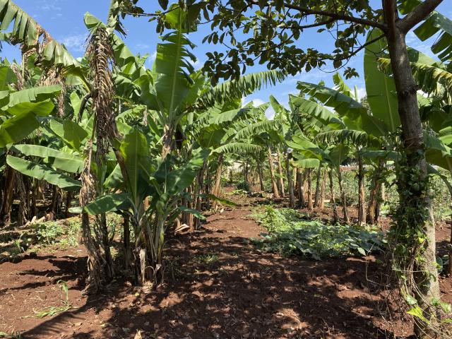 A row of short trees and plants growing in a field