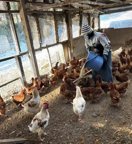A farmer feeding a large flock of chickens