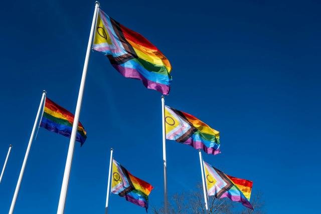 A group of pride flags on poles waving in the sun