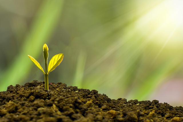 A seedling sprouting out of soil