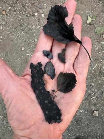 A person's palm holds burnt leaves