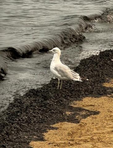 A seagull stands on a pile of ash on a beach