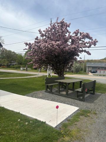 A comfortable picnic table sits on a lawn below a blooming flower tree