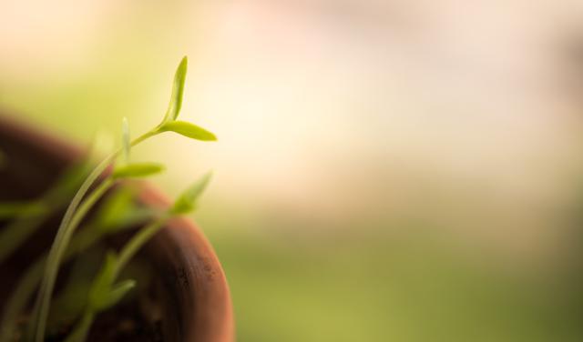 A green sprout reaches for the light.