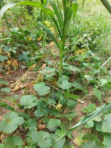 Intercropping is a technique of conservation agriculture that has helped small hold farmers improve food production. Intercropping