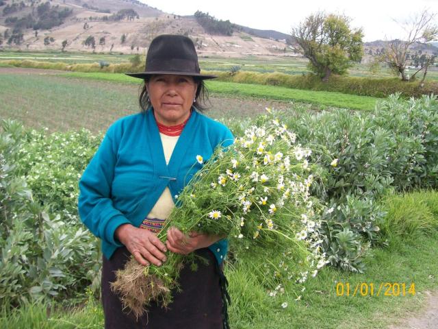 An Indigenous women from rural Ecuador holds a bunch of flowers. Behind her are agricultural fiends and mountains.
