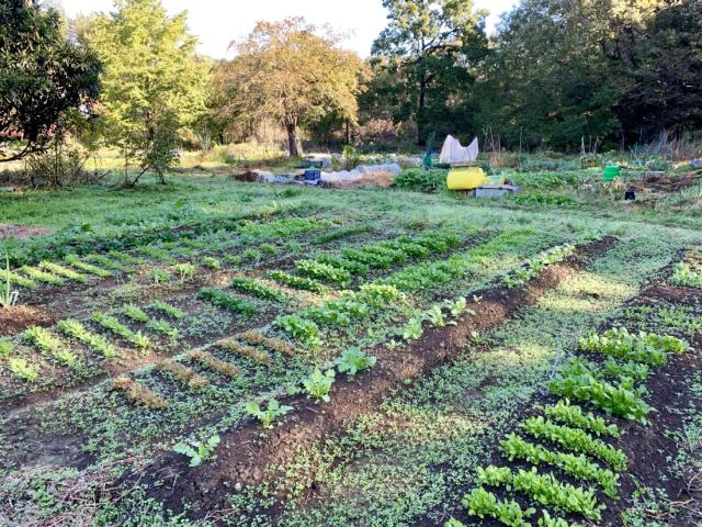 A field with a variety of low lying crops at the Seminary for Rural Mission (Noden) in Japan.