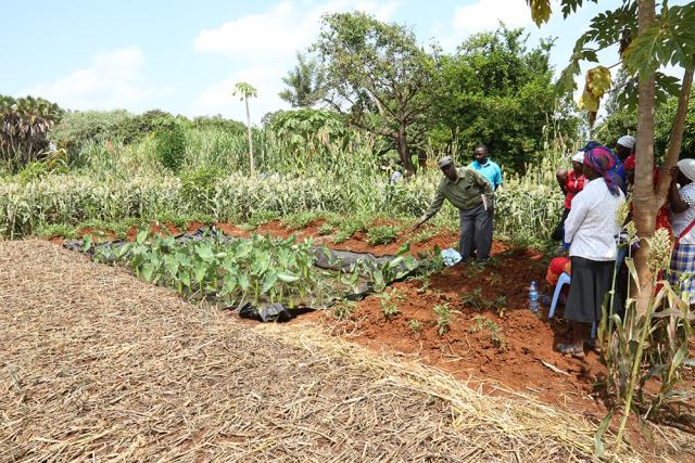 A conservation agriculture demonstration sponsored by the National Council of Churches in Kenya, Tharaka-Nithi County, Kenya