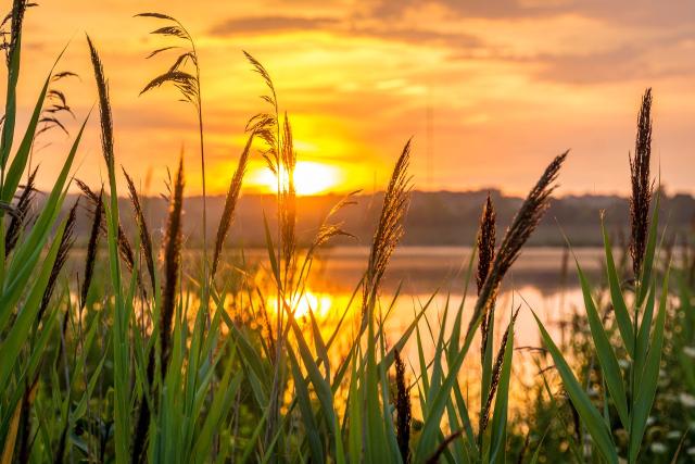 Wheat with sunrise in background