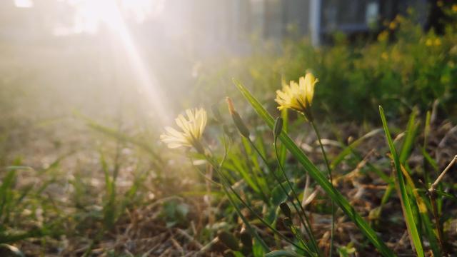 Yellow flowers growing out of ground