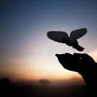 silhouette of hands releasing a dove