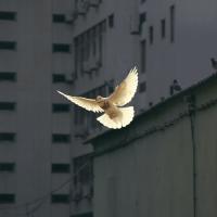 A white dove, invoking peace, flies through an urban area.