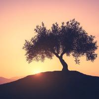 An olive tree on a hill 
