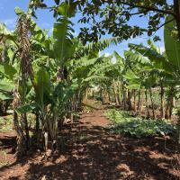 A row of short trees and plants growing in a field
