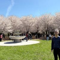 Won Hur smiles in front of a row of cherry blossom trees