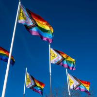A group of pride flags on poles waving in the sun