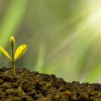A seedling sprouting out of soil