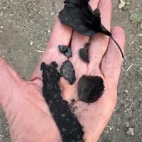 A person's palm holds burnt leaves