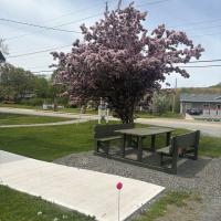 A comfortable picnic table sits on a lawn below a blooming flower tree