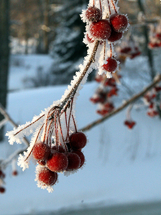Frozen berries on a tree coated in ice