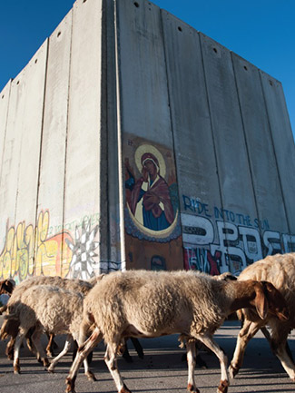 Shepherd by separation wall